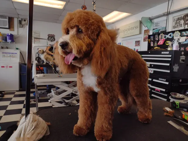 Denise's Dapper Dogs — photo from the business 2