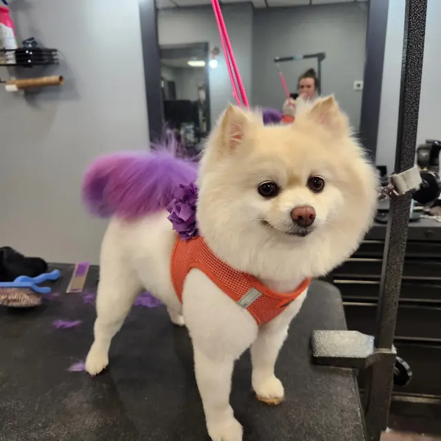 Unleashed Grooming Company — photo from the business 11