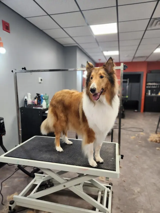 Unleashed Grooming Company — customer photo 2