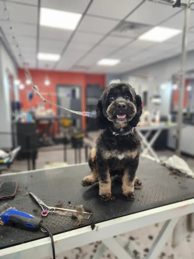 Unleashed Grooming Company — customer photo 4