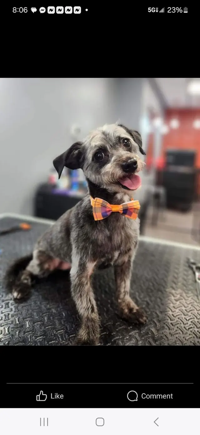 Customer photo of work by Unleashed Grooming Company, from Jamie Earl's review