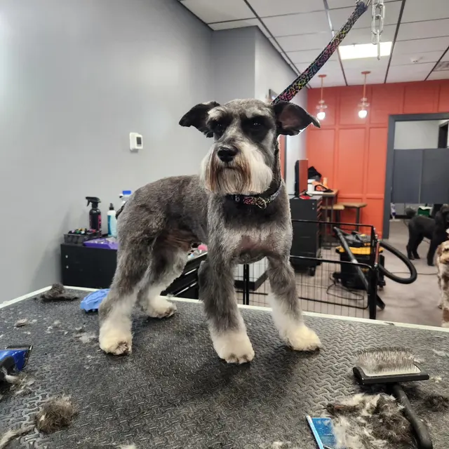 Unleashed Grooming Company — photo from the business 8