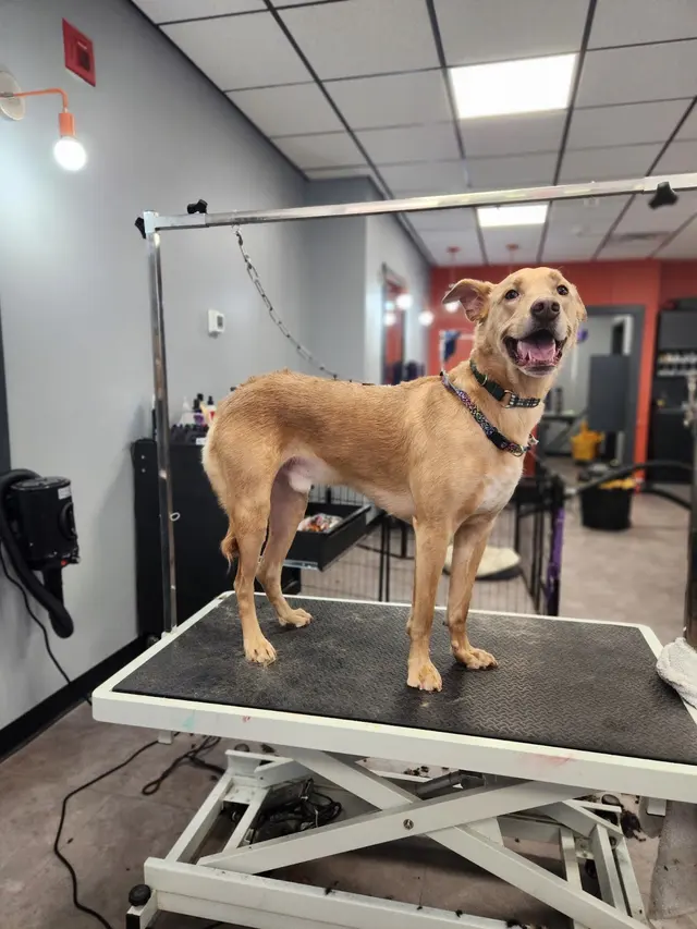 Unleashed Grooming Company — customer photo 6