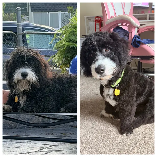Customer photo of work by Unleashed Grooming Company, from Jordan Damone's review