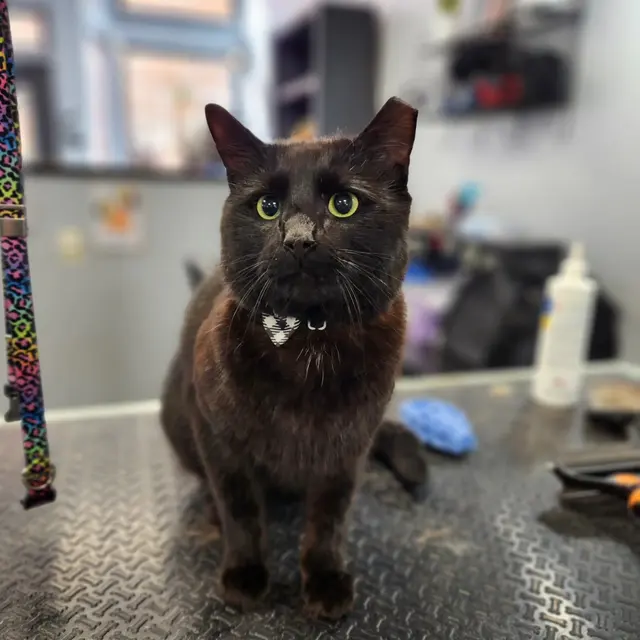 Unleashed Grooming Company — photo from the business 10