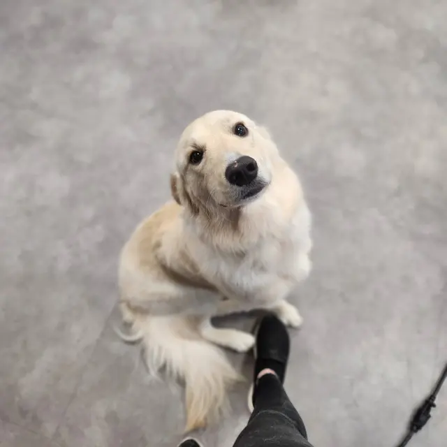 Unleashed Grooming Company — photo from the business 9