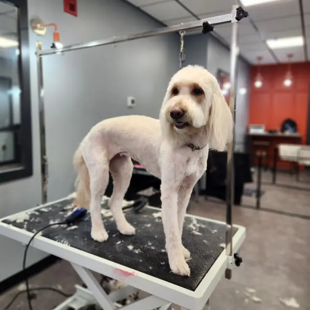 Unleashed Grooming Company — photo from the business 1