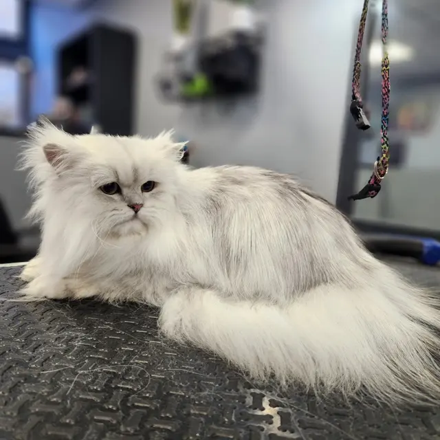 Unleashed Grooming Company — photo from the business 5