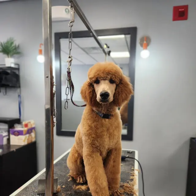 Unleashed Grooming Company — photo from the business 3