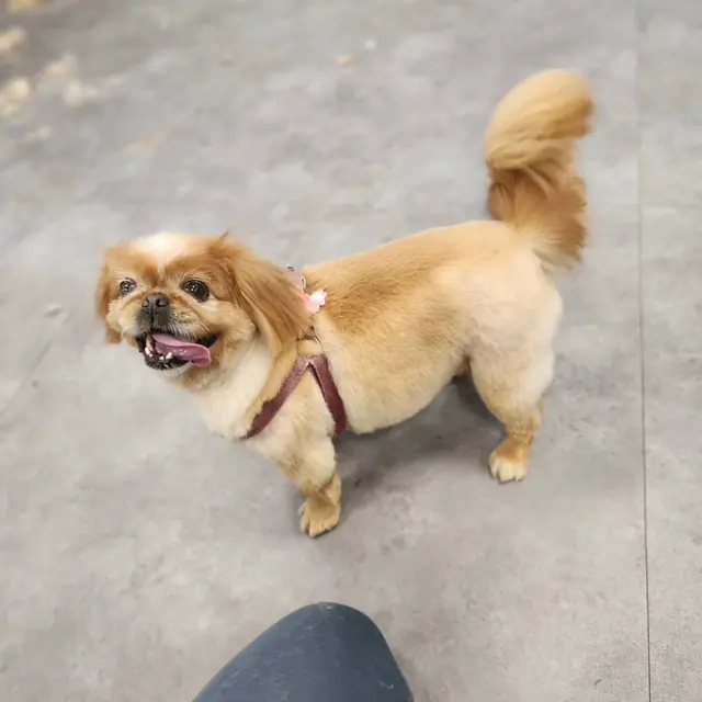 Unleashed Grooming Company — photo from the business 12
