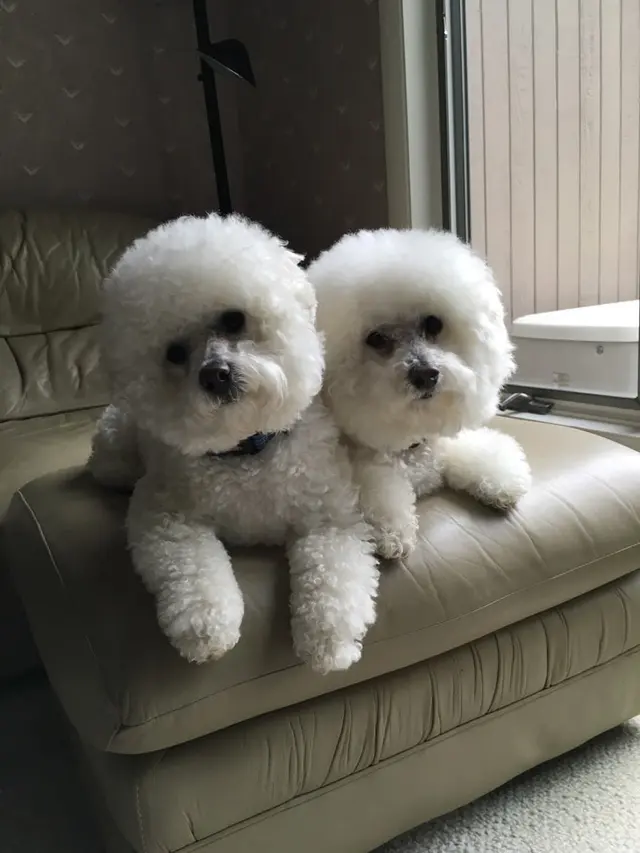 Mary's Grooming Boutique — photo from the business 4