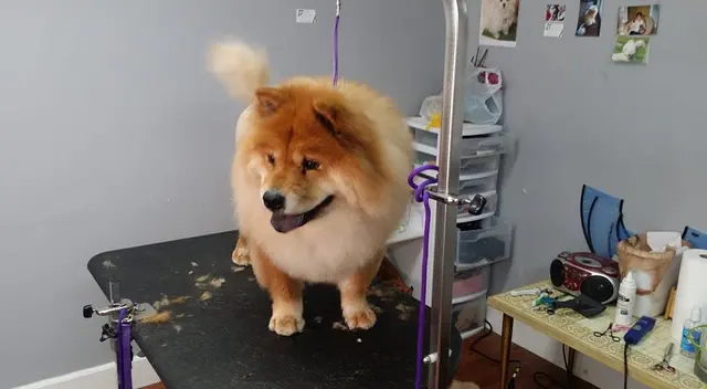 Mary's Grooming Boutique — photo from the business 6