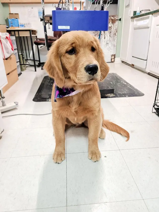 Mary's Grooming Boutique — photo from the business 3