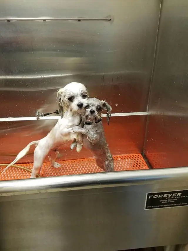 Mary's Grooming Boutique — photo from the business 11