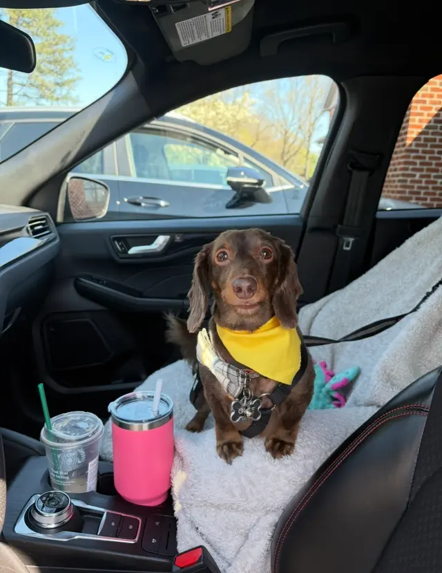 Customer photo of work by Mary's Grooming Boutique, from Taylor Halbleib's review