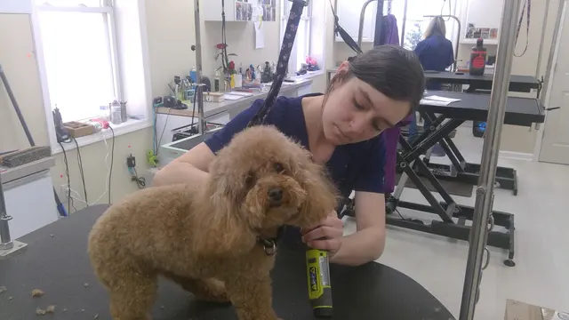 Mary's Grooming Boutique — photo from the business 2