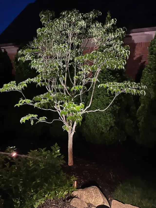 Stealth Landscape Lighting — customer photo 9
