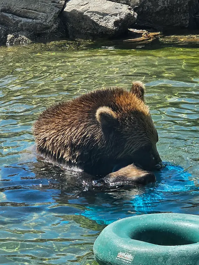 California Trail at Oakland Zoo — customer photo 10