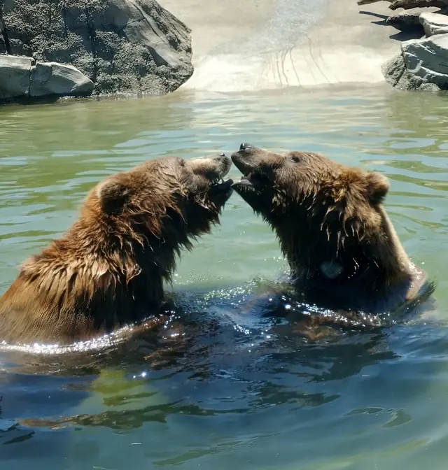 California Trail at Oakland Zoo — customer photo 3