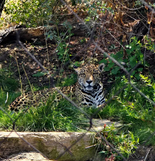 California Trail at Oakland Zoo — customer photo 12