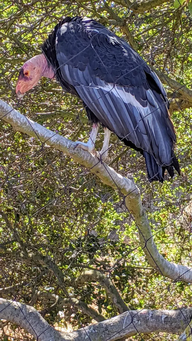 California Trail at Oakland Zoo — customer photo 9