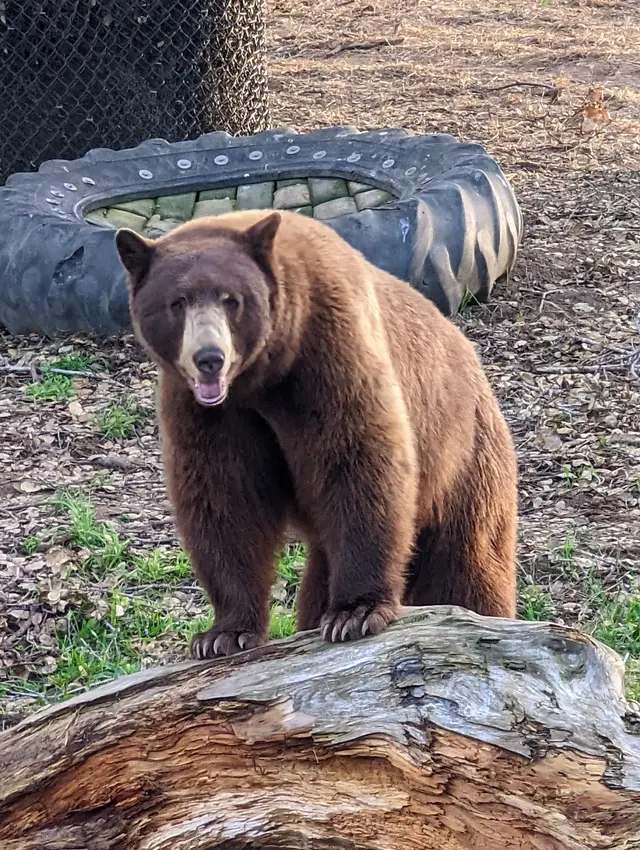 California Trail at Oakland Zoo — customer photo 5