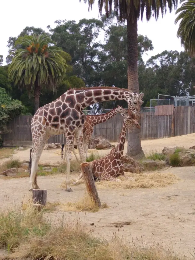 California Trail at Oakland Zoo — customer photo 11
