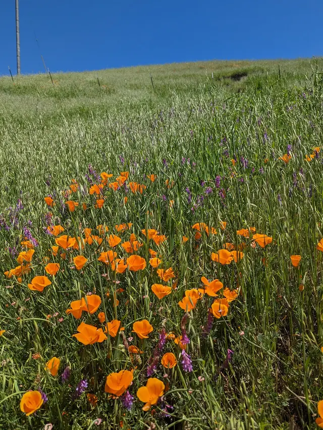 Las Trampas Wilderness Regional Preserve — customer photo 5