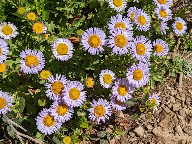 San Bruno Mountain State Park — customer photo 8