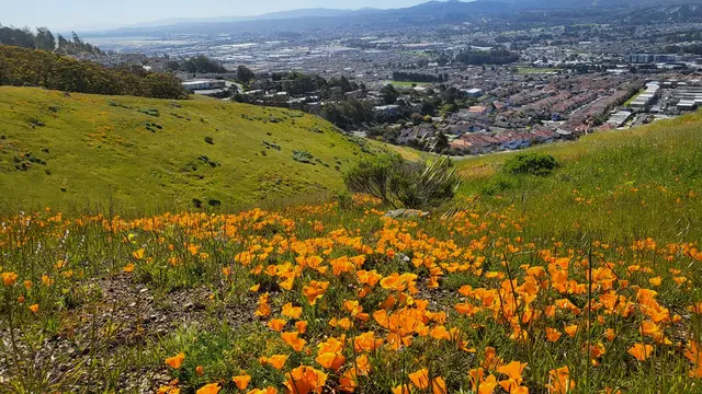 San Bruno Mountain State Park — customer photo 10