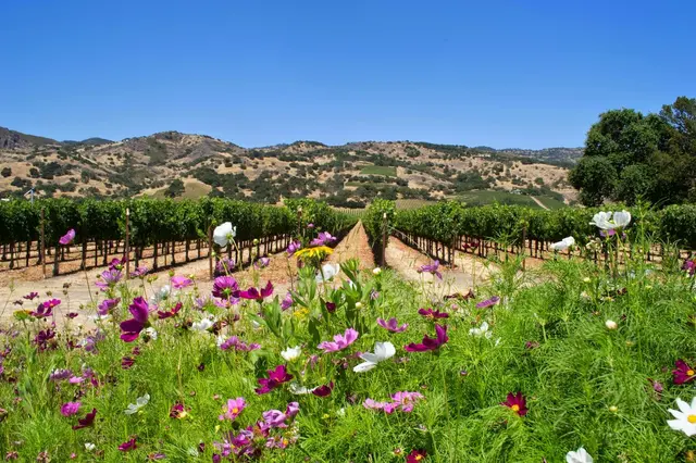 Peace Water Winery — photo from the business 4