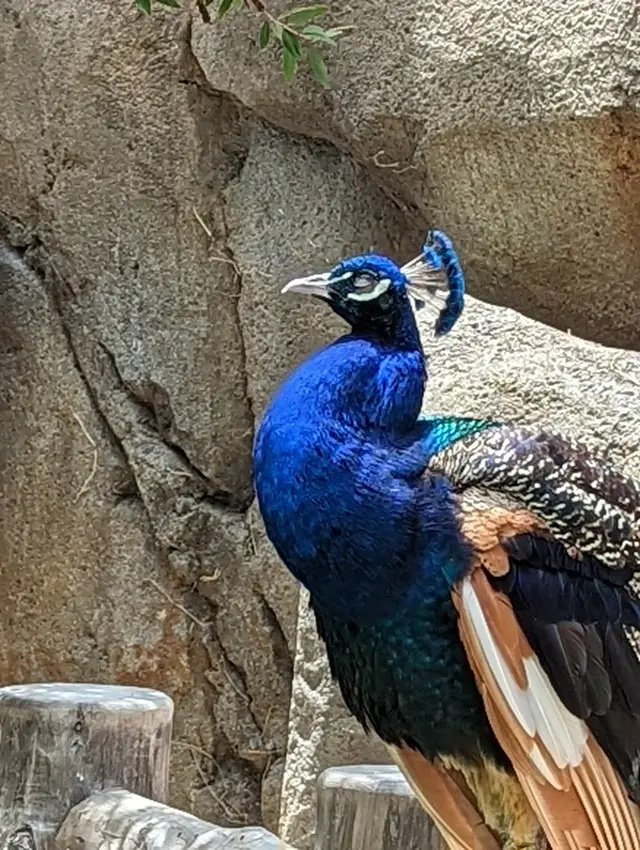 Palo Alto Junior Museum and Zoo — customer photo 11