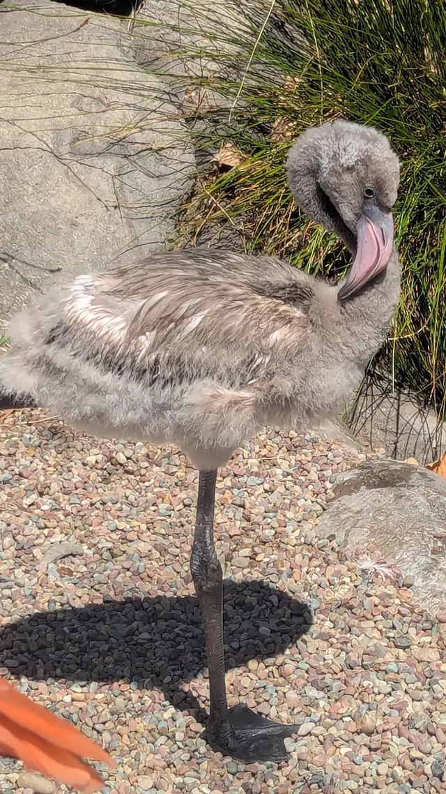 Palo Alto Junior Museum and Zoo — customer photo 10