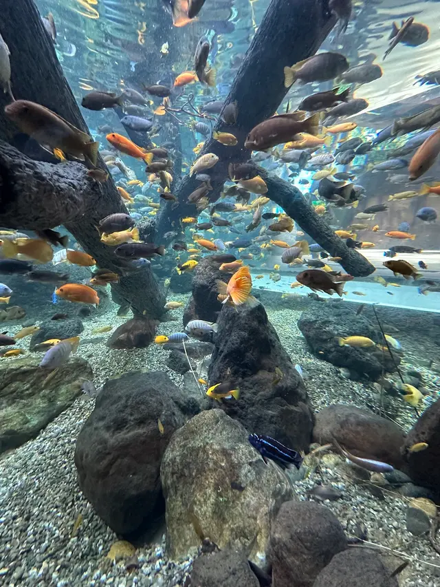 Palo Alto Junior Museum and Zoo — customer photo 7