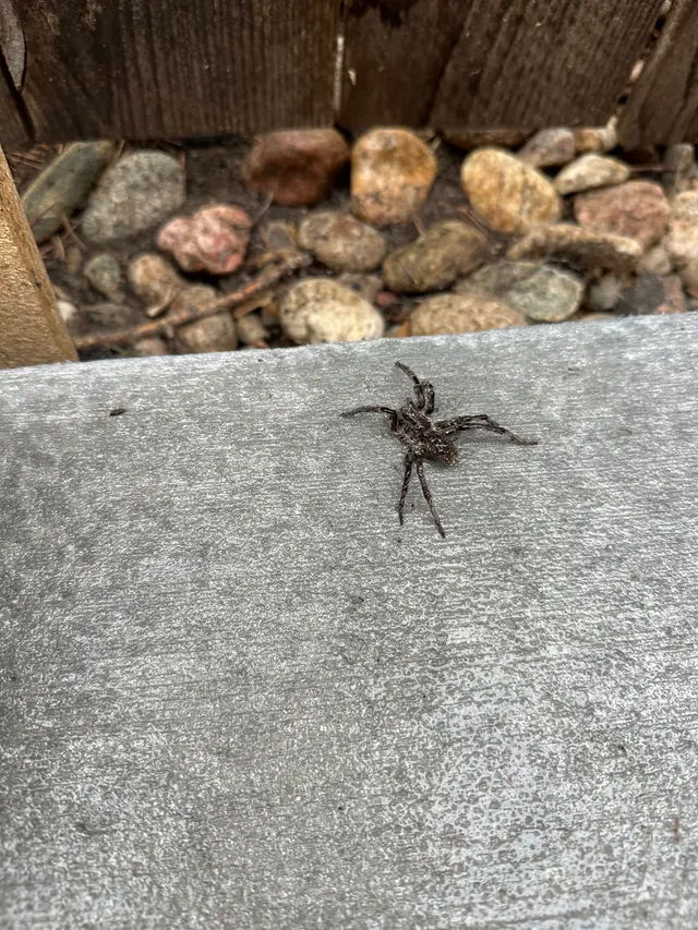 Guardian Pest Management — photo from the business 11