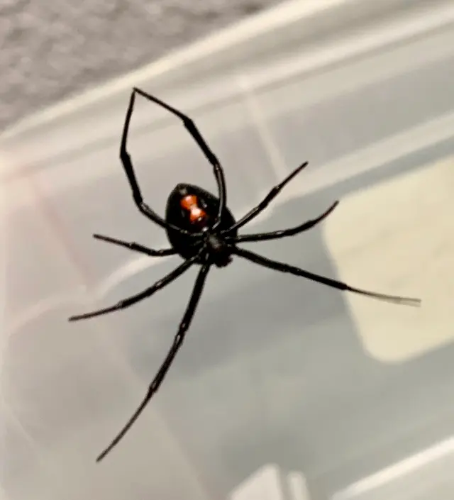 Guardian Pest Management — photo from the business 10