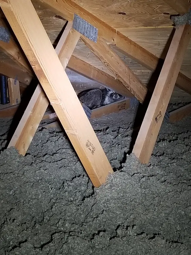 Affordable Pest Services — photo from the business 5