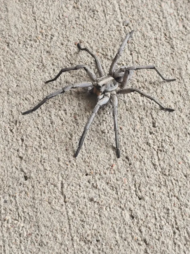 Affordable Pest Services — photo from the business 10