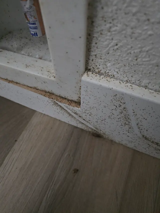 Affordable Pest Services — photo from the business 9