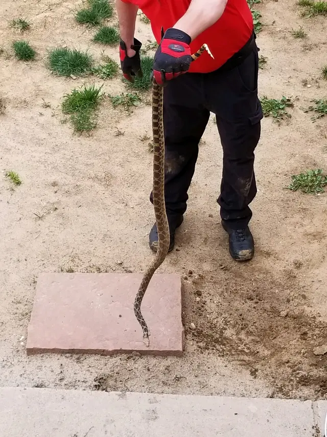 Affordable Pest Services — photo from the business 7