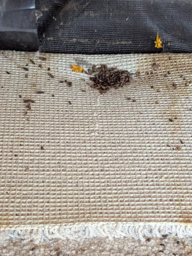 Konold Pest Control — customer photo 8