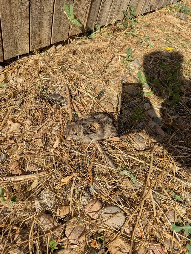 Konold Pest Control — customer photo 10