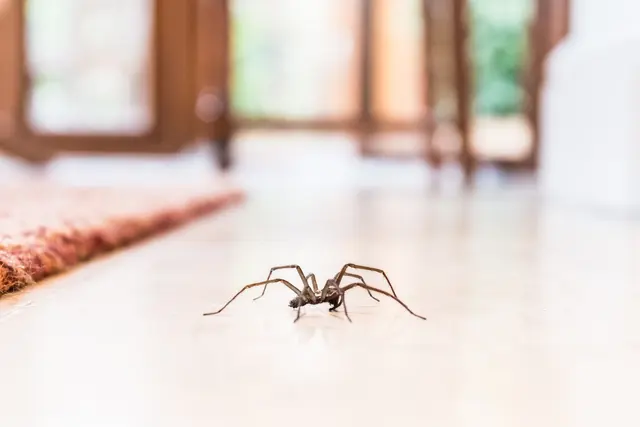 Wolfco Pest Control — photo from the business 5