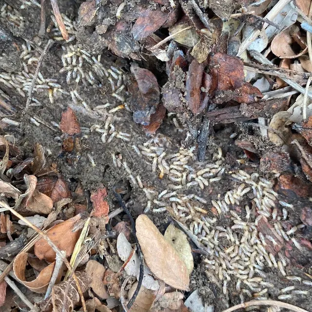 Wolfco Pest Control — photo from the business 8