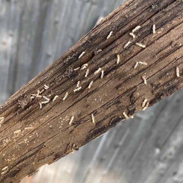 Wolfco Pest Control — photo from the business 6