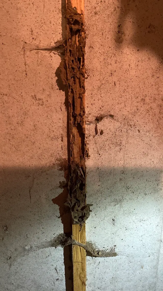 Wolfco Pest Control — photo from the business 12