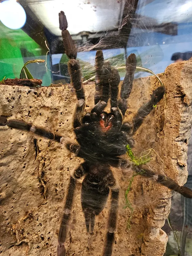 Insect Zoo — customer photo 6