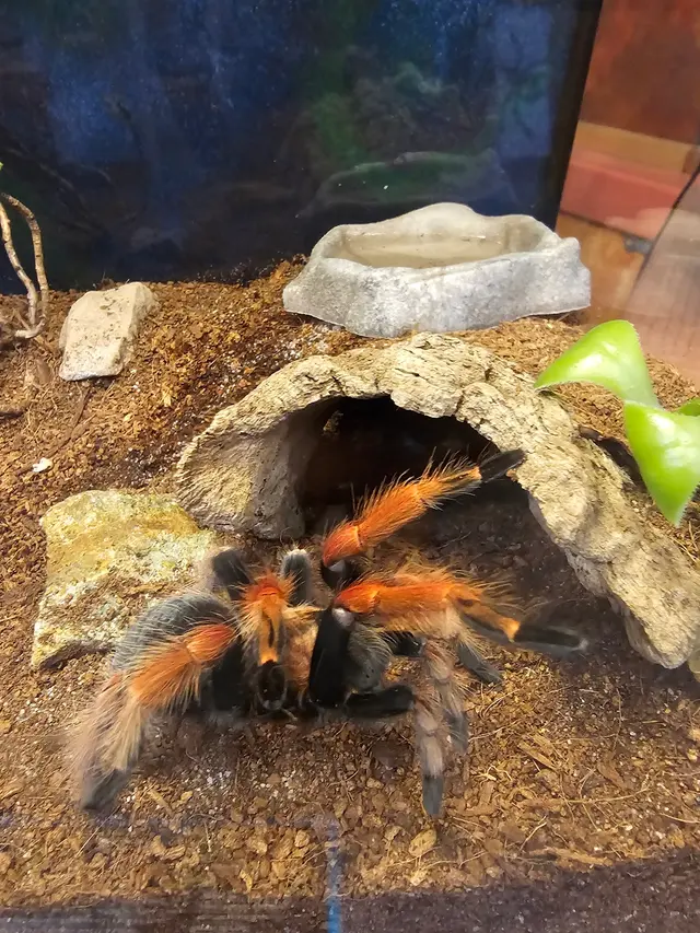 Insect Zoo — customer photo 2