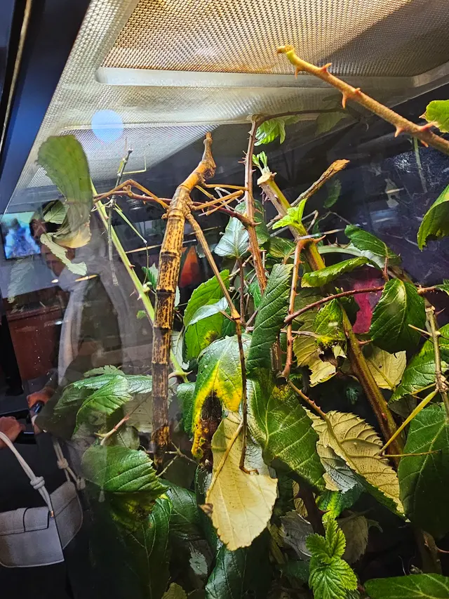 Insect Zoo — customer photo 8