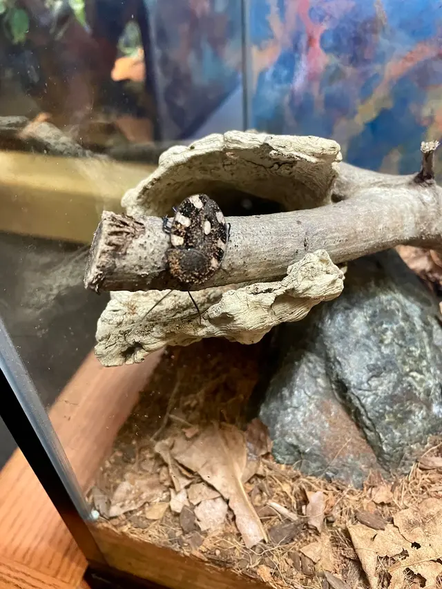 Customer photo of work by Insect Zoo, from Judy Margaret Chen's review